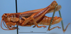 CollectionObject 1514663; d9f86507-1e69-4860-a0e9-6898e106a7bf, MLP3594/1: male, lateral view (paratype). (CollectionObject).