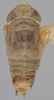 Habitus, dorsal view on Athysanella (Gladionura) rata Ball & Beamer, 1940: Dorsal - Male. (Observation).