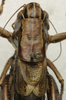 CollectionObject 1535969; 2e7f994d-7944-4afe-971e-93154869e6a2: male pronotum and tegmina, dorsal view (syntype). (CollectionObject).