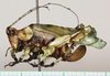 CollectionObject 1544489; UNCB ICN-MHN ORT 048968, 454e835f-202b-496a-a6f7-634259d1d6d1: female, lateral view (allotype). (CollectionObject).