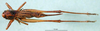 CollectionObject 1501865; f439bcdd-1ded-4794-8d67-495c19671c1b: female, dorsal view (paratype of Metrioptera dofleini). (CollectionObject).