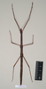 CollectionObject 1557825; 87f9a19e-e234-4e6b-b475-4fa501d1a9d7: copyright Natural History Museum, London. female of Chondrostethus woodfordi (syntype). (CollectionObject).;CollectionObject 1557826; 50d4ed4c-0940-4f37-b3fe-450e20f5d380: copyright Natural History Museum, London. female of Chondrostethus woodfordi (syntype). (CollectionObject).