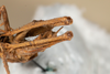 CollectionObject 1537339; 61d365f1-11bd-44b2-ab9d-920770231826: male, ventral view (syntype #2). (CollectionObject).