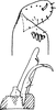 Subgenital plate, ventral view on Aguriahana paivana (Distant, 1918): Subgenital plate. (Observation).