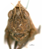 CollectionObject 1567875; 2d51652e-07d6-420b-8343-4d83e635c4b7: female, frontal view (paratype). (CollectionObject).