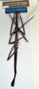 CollectionObject 1561719; bc9630b6-11a7-4464-8b5d-afcb9dab50d9: copyright NMW, Vienna. female of synonym Cuniculina insueta (holotype). (CollectionObject).