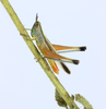 CollectionObject 1599783; eb8d6a43-a90d-4f86-a301-86e8bcbfaf7d: male (Brazil, Minas Gerais, Reserva Ecológica do Panga). (CollectionObject).