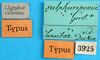 CollectionObject 1502252; 6896807c-a029-4f09-99d5-a00ea2517317: labels (syntype). (CollectionObject).