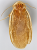 CollectionObject 1567101; 64efe02f-6109-4d75-a8b3-31cfe2b6aa5c: Photo by Heidi Hopkins. Holotype, adult male, dorsal habitus. (CollectionObject).