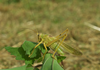 CollectionObject 1582046; d492f593-dc39-4f74-a72f-9079e3b29b95: male. (CollectionObject).