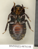 CollectionObject 1572947; 0abcefc7-403f-4167-b12f-68a3ecb60bdb: Copyright Natural History Museum, London. Non-type (adult female) in BM(NH). Ventral view. (CollectionObject).