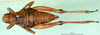 CollectionObject 1502769; cfa7a2d4-60ad-4f33-8d23-bece9d168831: female, dorsal view (allotyoe). (CollectionObject).