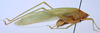 CollectionObject 1520826; 3535daa6-c002-4c65-b34c-bdf08d386b01: male, lateral view (paratype). (CollectionObject).