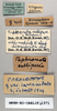 CollectionObject 1573938; b8107086-f4fc-4b74-af60-a1d0f4d24d8d: female, labels (paralectotype of Taphronota calliparea immaculata). (CollectionObject).