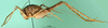CollectionObject 1503128; 7f400fe4-a541-4e8b-b3e4-44a0856cbc02: male, lateral view (holotype). (CollectionObject).