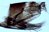 Pygofer, lateral view: !! display not done !! on Scaphytopius torridus (Ball, 1916): Ohio State U. (Observation).