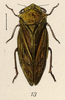 Habitus, dorsal view on Eicissus decipiens Fowler, 1897: (Observation).