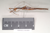 CollectionObject 1560624; 23d9c245-7722-4fab-8cdd-4135ed35bea9: copyright Natural History Museum, London. female, lateral view (syntype). (CollectionObject).;CollectionObject 1560625; 00609d64-931d-423a-968c-a8c5c1039d7a: copyright Natural History Museum, London. female, lateral view (syntype). (CollectionObject).