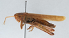 CollectionObject 2868647; f19e88bf-cb9f-4c51-a2dd-bb0880225d78, CNCI 981657: Schistocerca rubiginosa. Lateral view. (CollectionObject).