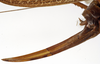 CollectionObject 1529607; 6e7a3d7d-dbe6-4b9c-94a6-bf4e3be57d4f: female ovipositor (holotype). (CollectionObject).