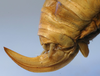 CollectionObject 1517004; 2b9d8f13-0491-4c88-b08b-52d71b7e028e: female ovipositor (holotype). (CollectionObject).