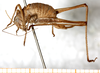 female, lateral view. Depicts CollectionObject 1532993; f078afcd-0e8c-4a12-993e-e8bcd5278a3c, a CollectionObject.