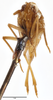 Head on Cibrica longispinosa (Van Stalle, 1984): (Observation).