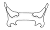 Ronderosia gracilis (Bruner, 1911): Fig. 6S. epiphallus, dorsal view. (Otu).