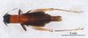 CollectionObject 2804107; FCE- GY 53, occurrenceID:- GY 53, 92ba37db-4da6-4815-8f1c-15185aff403d: Maldonado, Santiago Teijo. Female, dorsal habitus. Facultad de Ciencias - UDELAR (FCE - GY 053). (CollectionObject).