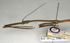 CollectionObject 1559467; NMW 540, 096a643a-b03c-4c48-a2d3-6b7af7d75c29: copyright NMW, Vienna. male: head and thorax, lateral view of Dixippus imitator (lectotype). (CollectionObject).