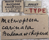CollectionObject 1539769; 6ef2409b-b1c7-4640-98b1-6213b5ea8b39, MNHN-EO-ENSIF1605: labels (holotype). (CollectionObject).