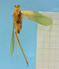 CollectionObject 1542968; f52c993f-62f9-48b3-8ff6-2b0cfae54358: male, body dorsal view (paratype). (CollectionObject).