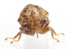 Live specimen: !! display not done !! on Vanduzea laeta Goding, 1893: (Observation).
