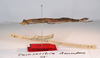 CollectionObject 1560922; 83189abb-e790-441e-beff-f8576f41d2b4: copyright MNCN, Madrid. female (syntype). (CollectionObject).