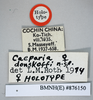 CollectionObject 1552814; NHMUK(SF IMPORT DUPLICATE) BMNH(E) 876150, 6c7dac76-0bae-476b-985e-10a781f47024: Copyright NHM, London. Holotype female, data labels. (CollectionObject).