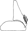 Subgenital plate: !! display not done !! on Agudus cyrtobrachium Cheng, 1980: Subgenital plate. (Observation).