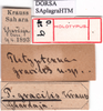 CollectionObject 1530743; 1321a58d-9d34-4ae7-b1a1-d99ff77b61ee, DORSA SAplagraHTM: labels (holotype). (CollectionObject).