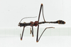 CollectionObject 1573654; 05e02b4f-3775-481c-b7f9-48fa9dd93ed6: male, dorsal view (paratype). (CollectionObject).;CollectionObject 1573655; 3f961c9b-bd31-4e0f-bca2-24bc8bfdcbb9: male, dorsal view (paratype). (CollectionObject).;CollectionObject 1573656; b070c6fa-4974-4189-b59d-0d9bcac4f628: male, dorsal view (paratype). (CollectionObject).