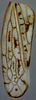Forewing on Discolopeus thigmacaenus (Stiller, 2019) now Discolopeus thigmacaenus Stiller, 2019: Forewing, female. (Observation).