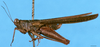 CollectionObject 1505187; 97088f5e-6aaa-4503-8413-1f77578c1e61: male, left lateral view (syntype). (CollectionObject).