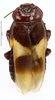 CollectionObject 1587182; MNHN(SF IMPORT DUPLICATE) MNHN-EP-EP1096, a788e2d4-256d-48d8-bfec-83056c6ff1b1: CC BY-NC-ND 4.0/MNHN - Depraetere Marion - 2014. Non type, male. Specimen number: MNHN-EP-EP1096. http://coldb.mnhn.fr/catalognumber/mnhn/ep/ep1096. (CollectionObject).