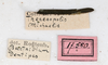 CollectionObject 1557865; NMW 780, fe89e5a8-ccc0-4a8b-923e-40f33bfad8bd: copyright NMW, Vienna. female, data labels (holotype). (CollectionObject).