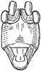Jimenezia elegans Bolívar, 1881: male head, frontal view. (Otu).