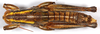 CollectionObject 1499456; 9fdd7f98-77aa-4ec6-ba73-735713f8e5f9: male, dorsal view (holotype). (CollectionObject).