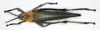 CollectionObject 1580392; 68a48329-4b47-4a7f-aca7-2f6b68d6ab16: female, dorsal view (paralectotype of Phymateus buyssoni spinosus). (CollectionObject).