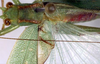 CollectionObject 1504149; 38e7d836-5b75-44f7-a9dd-a1de3227656b: male pronotum and wings (holotype). (CollectionObject).