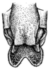 Anaulacomera (Bovicercora) alfaroi Rehn, 1918: Pl. 18, Fig. 26 (after type). male abdomen tip, ventral view. (Otu).