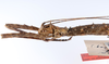 CollectionObject 1557059; c8974540-fb7c-4eb0-8b6a-845b988b2c3e: copyright ZMUH, Hamburg. female: head & thorax, lateral view of Anisacantha difformis (syntype). (CollectionObject).;CollectionObject 1557060; f11b3972-192c-4031-b398-c47b261b475b: copyright ZMUH, Hamburg. female: head & thorax, lateral view of Anisacantha difformis (syntype). (CollectionObject).;CollectionObject 1557061; e64ab6b8-4d03-4e84-a132-f4adcee7350b: copyright ZMUH, Hamburg. female: head & thorax, lateral view of Anisacantha difformis (syntype). (CollectionObject).