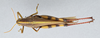 CollectionObject 2856580; d5a01e0b-daf0-4ec8-aa67-f39a12068f0f, CNCI 981414: Schistocerca albolineata. Dorsal view. (CollectionObject).
