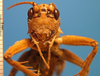 CollectionObject 1578129; 49c85f8f-ae43-4663-8eba-20f12efd4b63: male, frontal view. (CollectionObject).